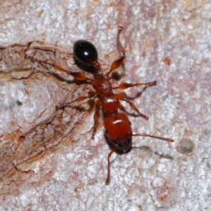 Podomyrma gratiosa at Capalaba, QLD - 27 Jan 2024 10:30 AM