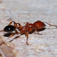 Podomyrma gratiosa at Capalaba, QLD - 27 Jan 2024 10:30 AM