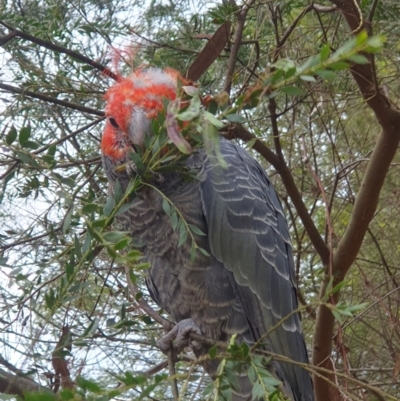 Callocephalon fimbriatum (identifiable birds) (Gang-gang Cockatoo (named birds)) at Cook, ACT - 10 Dec 2023 by TonyAshton