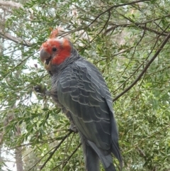 Callocephalon fimbriatum (identifiable birds) at Cook, ACT - 10 Dec 2023