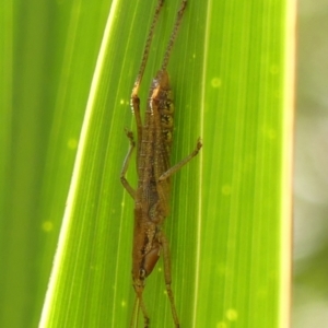 Coptaspis brevipennis at Wingecarribee Local Government Area - 29 Jan 2024