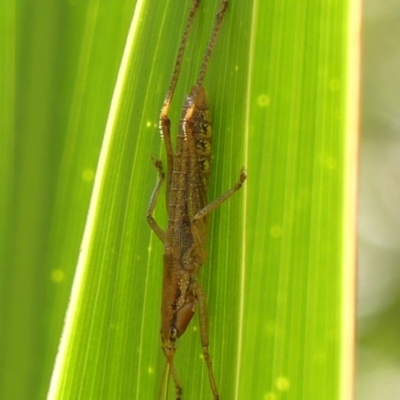 Coptaspis brevipennis (A katydid) at Braemar, NSW - 29 Jan 2024 by Curiosity