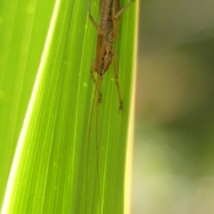 Coptaspis brevipennis at Wingecarribee Local Government Area - 29 Jan 2024