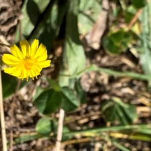 Crepis capillaris at Oakey Hill - 28 Jan 2024 10:33 AM