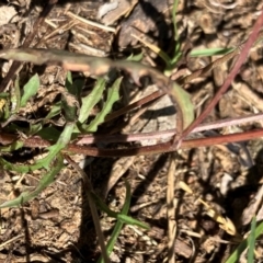 Crepis capillaris at Oakey Hill - 28 Jan 2024 10:33 AM