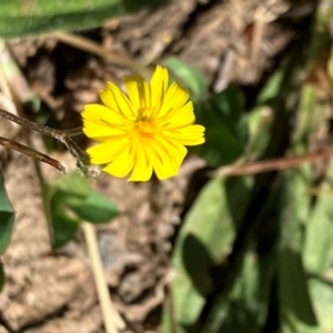 Crepis capillaris at Oakey Hill - 28 Jan 2024 10:33 AM