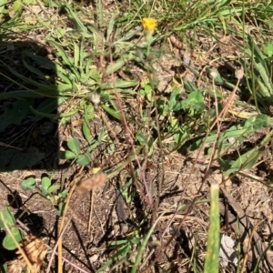 Crepis capillaris at Oakey Hill - 28 Jan 2024