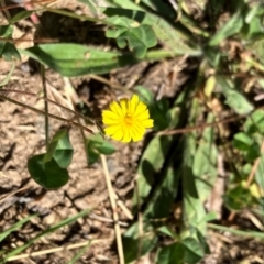 Crepis capillaris at Oakey Hill - 28 Jan 2024