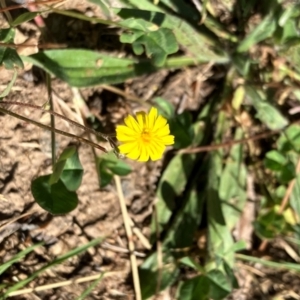 Crepis capillaris at Oakey Hill - 28 Jan 2024