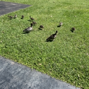 Chenonetta jubata at Sippy Downs, QLD - 23 Nov 2023