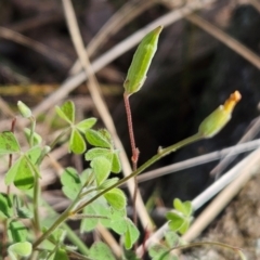 Oxalis perennans (Grassland Wood Sorrel) at Whitlam, ACT - 26 Jan 2024 by sangio7