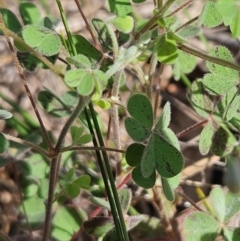 Oxalis perennans at The Pinnacle - 27 Jan 2024