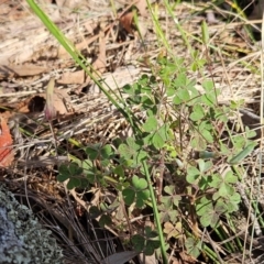 Oxalis perennans at The Pinnacle - 27 Jan 2024 10:06 AM