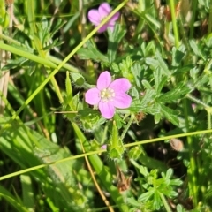 Geranium solanderi var. solanderi (Native Geranium) at Hawker, ACT - 26 Jan 2024 by sangio7