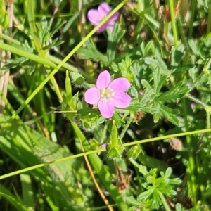 Geranium solanderi var. solanderi at The Pinnacle - 27 Jan 2024 10:14 AM