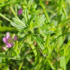 Geranium solanderi var. solanderi at The Pinnacle - 27 Jan 2024