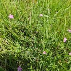 Geranium solanderi var. solanderi at The Pinnacle - 27 Jan 2024