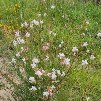 Oenothera lindheimeri (Clockweed) at Symonston, ACT - 29 Jan 2024 by Mike