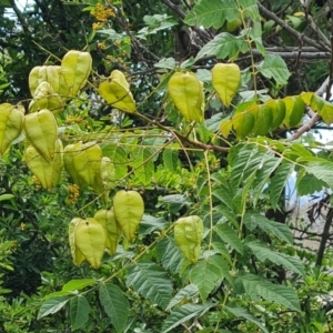 Koelreuteria paniculata at Isaacs Ridge and Nearby - 10 Feb 2024