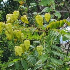 Koelreuteria paniculata (Golden Rain Tree) at Isaacs, ACT - 10 Feb 2024 by Mike