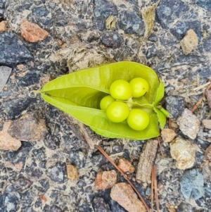 Koelreuteria paniculata at Isaacs Ridge and Nearby - 10 Feb 2024