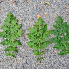 Koelreuteria paniculata at Isaacs Ridge and Nearby - 10 Feb 2024