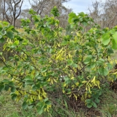 Cercis siliquastrum (Judas Tree) at Symonston, ACT - 30 Jan 2024 by Mike