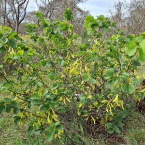 Cercis siliquastrum at Symonston, ACT - 30 Jan 2024