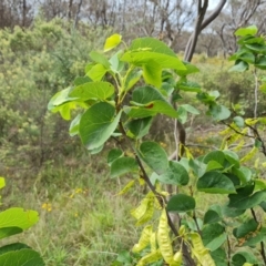 Cercis siliquastrum at Symonston, ACT - 30 Jan 2024