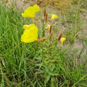 Oenothera glazioviana at Isaacs, ACT - 30 Jan 2024 09:31 AM