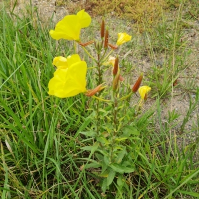 Oenothera glazioviana (Reddish Evening-primrose) at Isaacs, ACT - 29 Jan 2024 by Mike