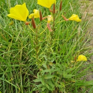 Oenothera glazioviana at Isaacs, ACT - 30 Jan 2024 09:31 AM