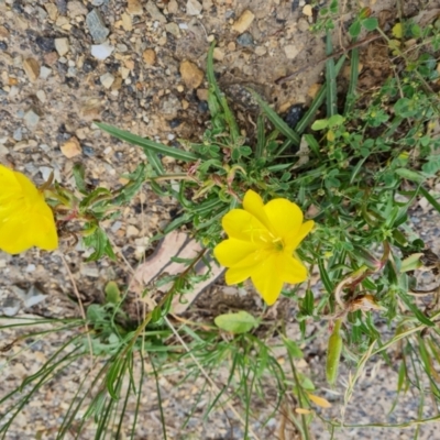 Oenothera stricta subsp. stricta (Common Evening Primrose) at Isaacs Ridge and Nearby - 30 Jan 2024 by Mike