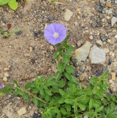 Convolvulus sabatius (Blue Rock Bindweed) at Symonston, ACT - 29 Jan 2024 by Mike