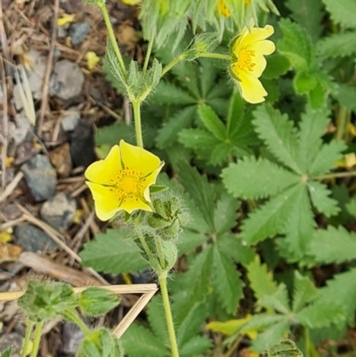 Potentilla recta (Sulphur Cinquefoil) at Isaacs Ridge and Nearby - 29 Jan 2024 by Mike