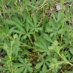 Potentilla recta at Isaacs Ridge and Nearby - 30 Jan 2024 09:24 AM