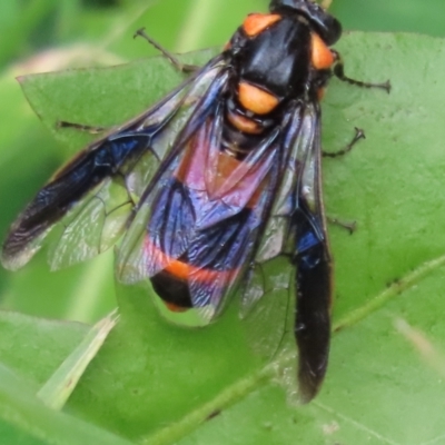 Pterygophorus cinctus (Bottlebrush sawfly) at Wanniassa, ACT - 29 Jan 2024 by SandraH