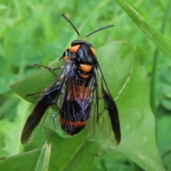 Pterygophorus cinctus at Wanniassa, ACT - 30 Jan 2024