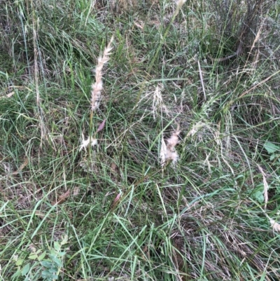 Rytidosperma sp. (Wallaby Grass) at Red Hill to Yarralumla Creek - 30 Jan 2024 by ruthkerruish
