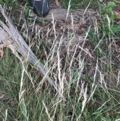 Rytidosperma sp. (Wallaby Grass) at Red Hill to Yarralumla Creek - 30 Jan 2024 by ruthkerruish