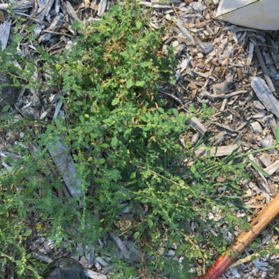 Dysphania pumilio (Small Crumbweed) at Garran, ACT - 30 Jan 2024 by ruthkerruish