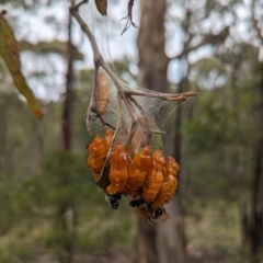 Delias harpalyce (Imperial Jezebel) at Paddys River, ACT - 29 Jan 2024 by Mungo