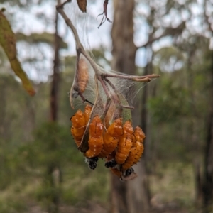 Delias harpalyce at Tidbinbilla Nature Reserve - 30 Jan 2024 09:35 AM