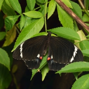 Papilio aegeus at Downer, ACT - 30 Jan 2024 09:21 AM