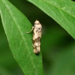 Prays parilis at Downer, ACT - suppressed