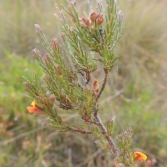 Dillwynia sericea (Egg And Bacon Peas) at Mulligans Flat - 4 Nov 2023 by michaelb
