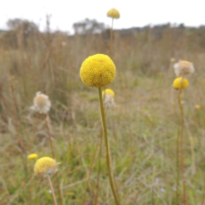 Craspedia variabilis (Common Billy Buttons) at Bonner, ACT - 4 Nov 2023 by michaelb