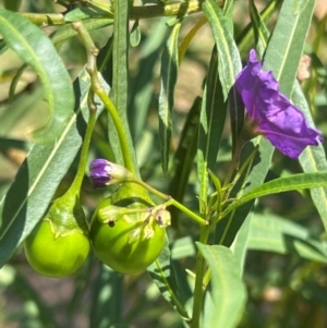 Solanum linearifolium at Lake Burley Griffin West - 30 Jan 2024 12:30 PM