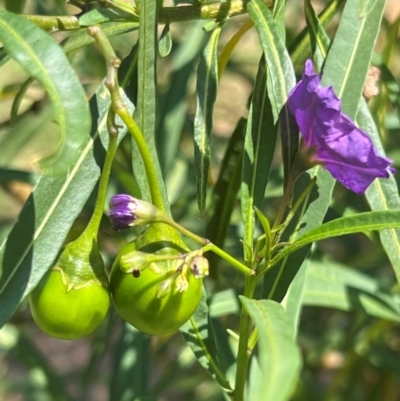 Solanum linearifolium (Kangaroo Apple) at Acton, ACT - 30 Jan 2024 by JimL