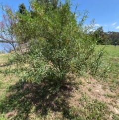 Solanum linearifolium at Lake Burley Griffin West - 30 Jan 2024
